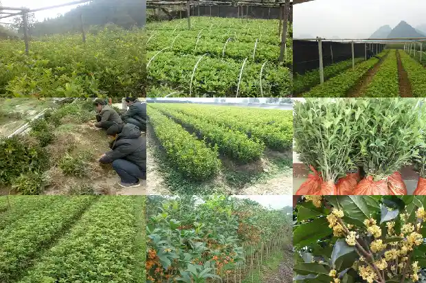 桂花果价格多少1686530756362