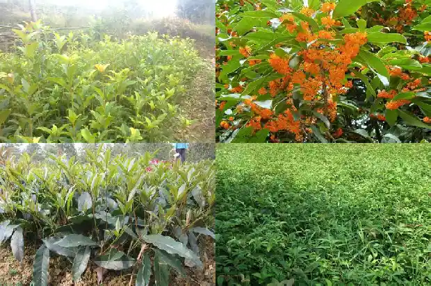 桂花一般几年才会开花1688861531428