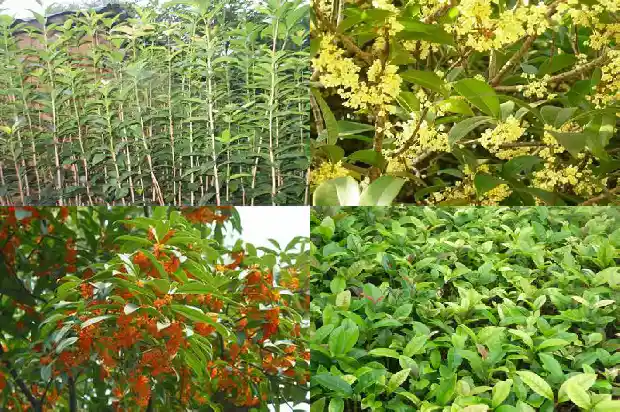 桂花哪个值钱一点1686530819312