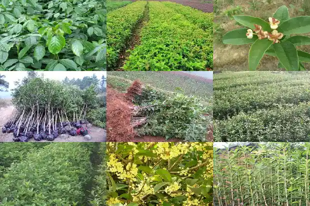 桂花的市场单价是多少1686530847397