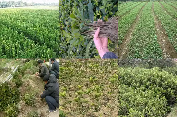 天香台阁桂花开什么颜色的花好养1690850117109
