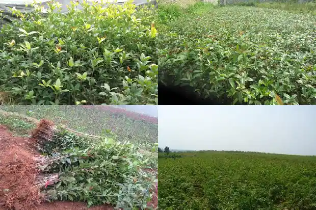 桂花的市场价值是多少1686530918106