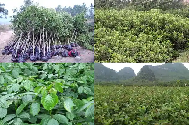 桂花树苗价格多少一盆好看1690504667377