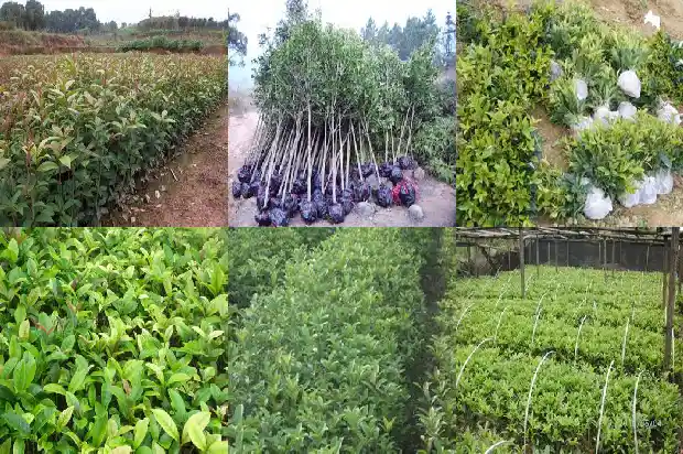 桂花的价值和用途1686530942901