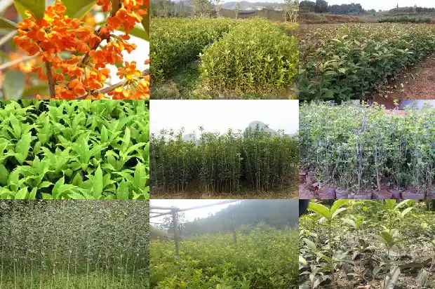 桂花的价值和用途1686530942949
