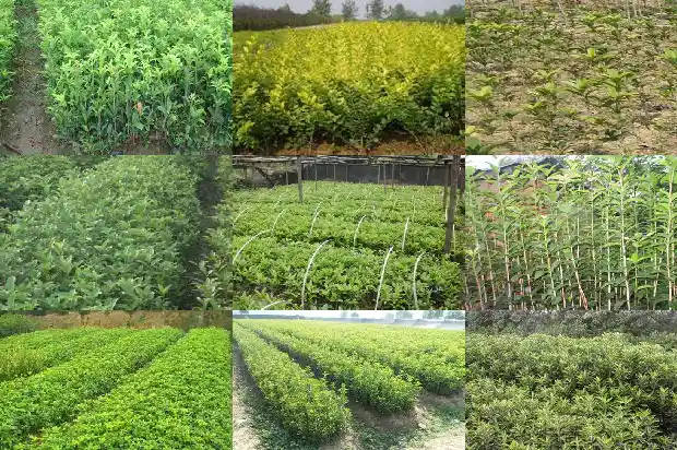 桂花的市场价格是多少钱一斤1686530959480