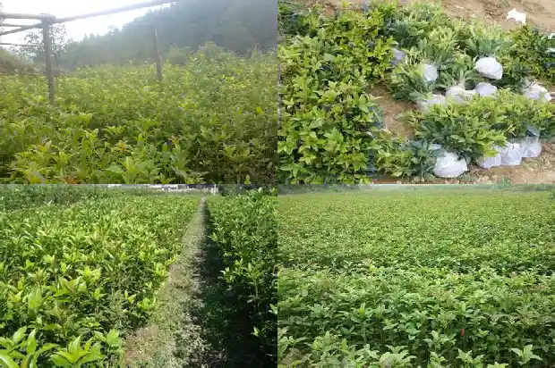 桂花的市场价格是多少钱一斤1686530959528