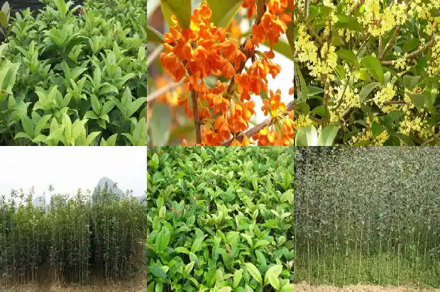 桂花的市场价多少一斤1686530982216