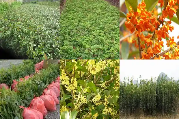 桂花的市场价多少一斤1686530982311