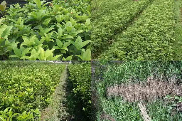 特级桂花红茶市场价多少1686531061833