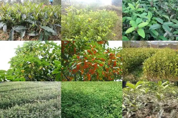 特级桂花红茶市场价多少1686531061881