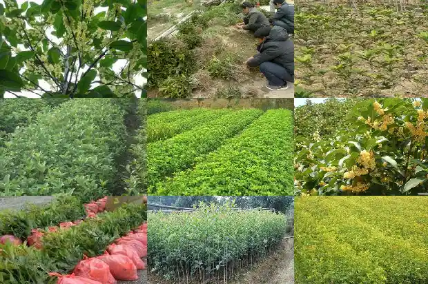 桂花树木材密度是多少1688436886076