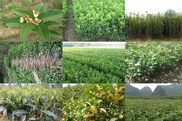 桂花批发价格多少钱一斤啊1686531104257