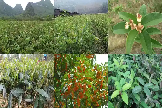 桂花批发价格多少钱一斤啊1686531104304