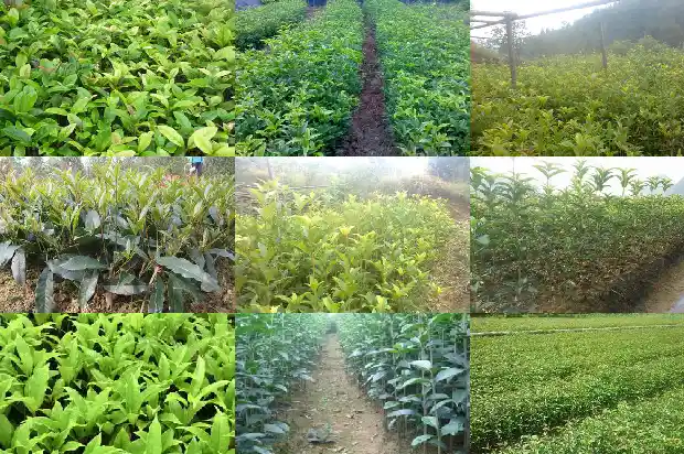 干桂花批发价格多少一斤1686531114284