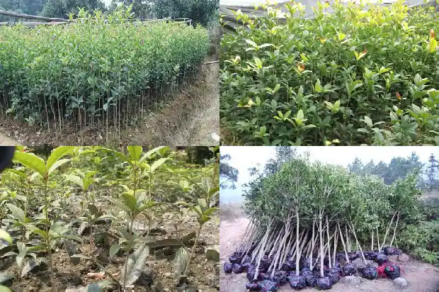 干桂花批发价格多少一斤1686531114330