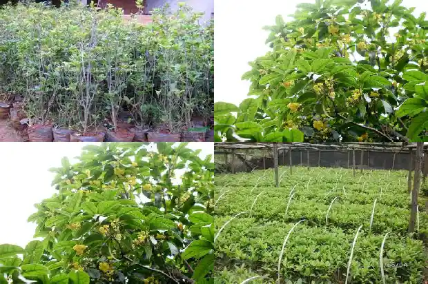 干桂花批发价格多少一斤1686531114378