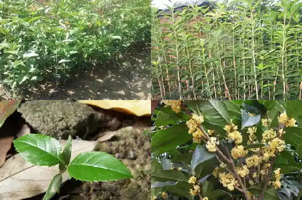 桂花干花价格多少1686531126571