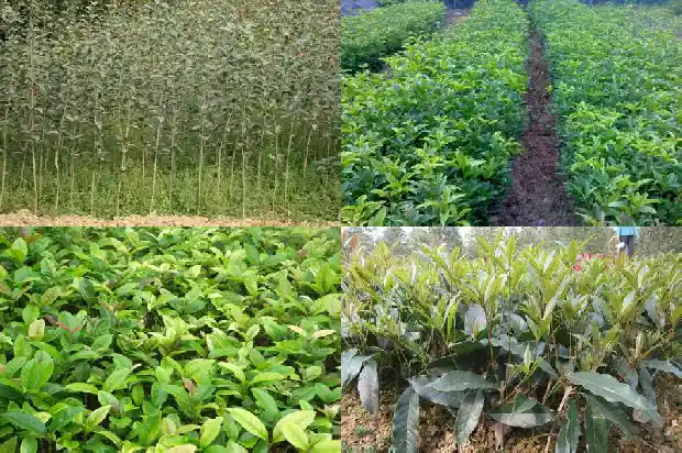 八月桂花苗报价多少一棵1689985378818
