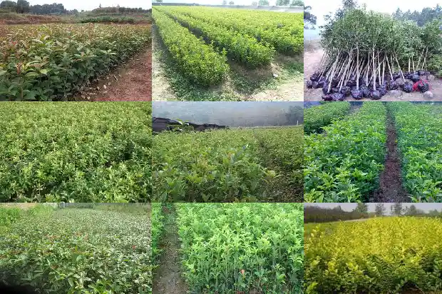 桂花干花价格多少1686531126713