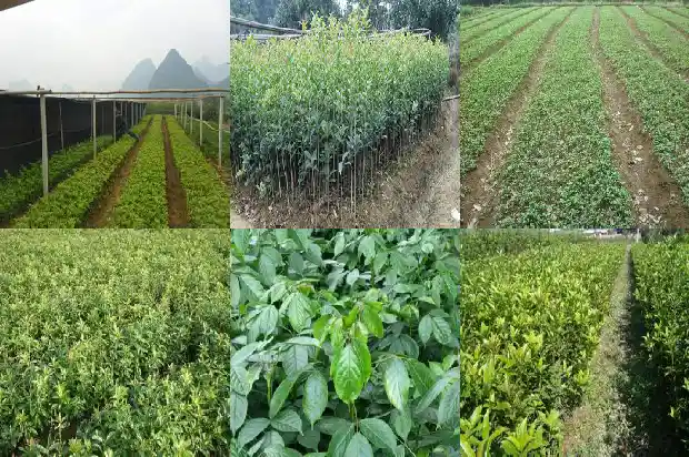 桂花哪里的市花1686531134350