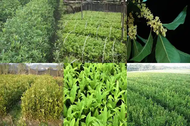 哪里有桂花卖1686531144245