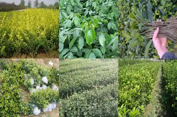 桂花和茉莉花哪个好闻些1689576737805