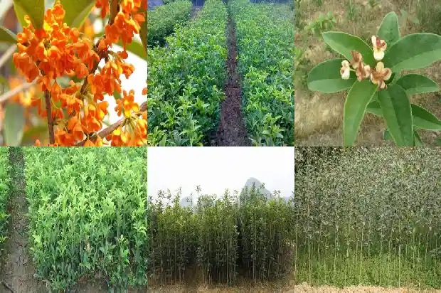 桂花岗批发市场的皮包怎么找到厂家1686531154146