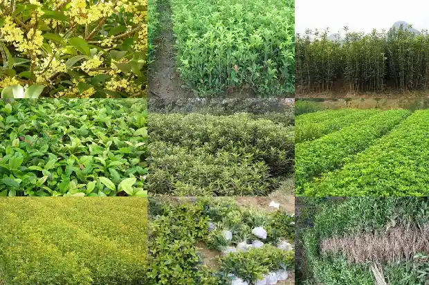 桂花岗皮具批发城在哪里1686531166199