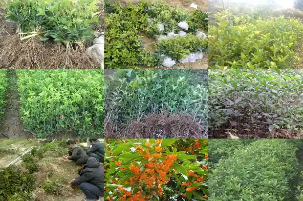 桂花岗皮具批发城在哪里1686531166244