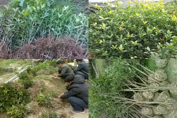 桂花岗皮具批发城在哪里1686531166289