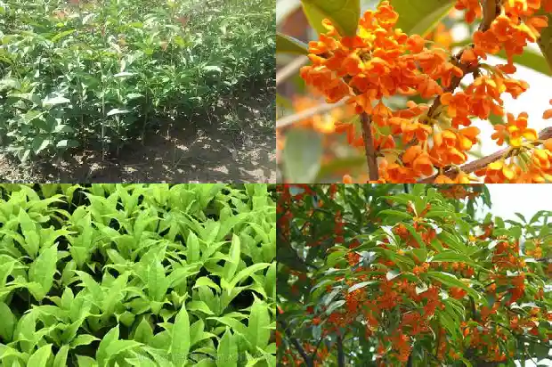 桂花岗皮具批发城在哪里1686531166335