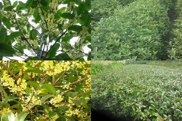 桂花的价钱怎样计算1686531176010