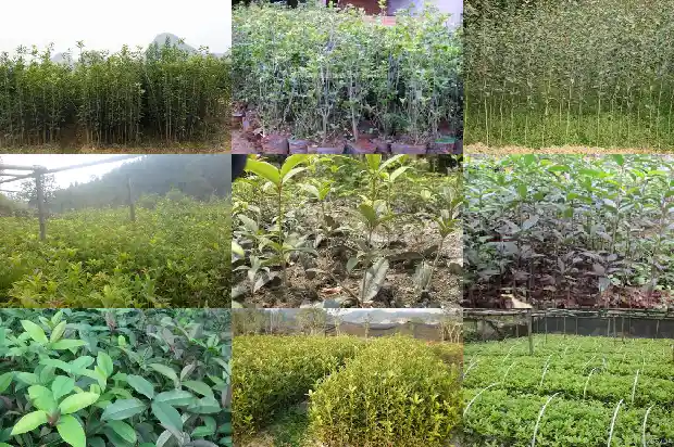 桂花的价钱怎样计算1686531176055
