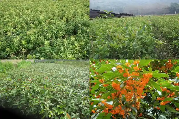 桂花的价钱怎样计算1686531176101