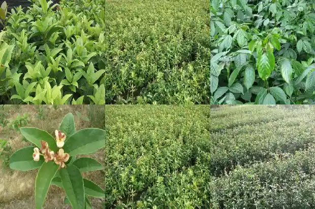 收购干桂花的厂有哪些1686531194134