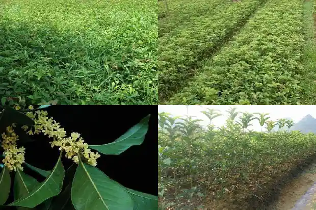 收购干桂花的厂有哪些1686531194180