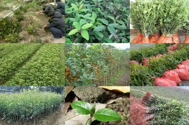 桂花果的价格多少钱一斤1686531206270