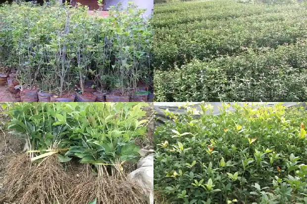 桂花果的价格多少钱一斤1686531206316