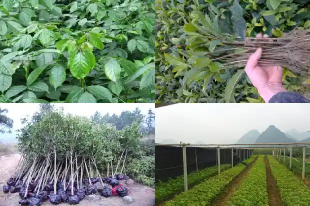 桂花树种植多久才开花结果1690418395505
