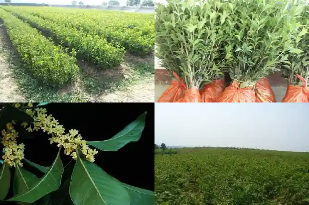桂花果的价格多少钱一斤1686531206409