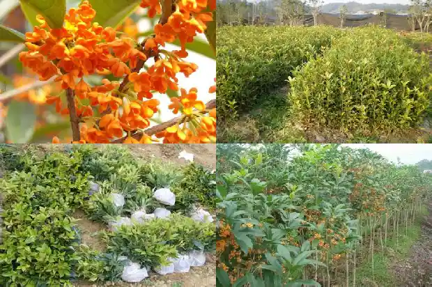 桂花果子价格1686531218126