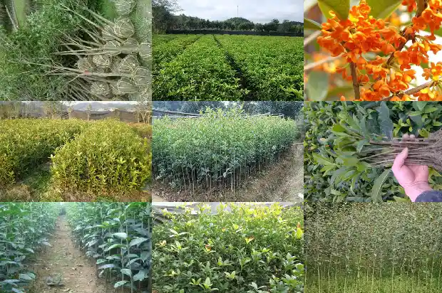 桂花茶可以搭配枸杞吗1689577061581