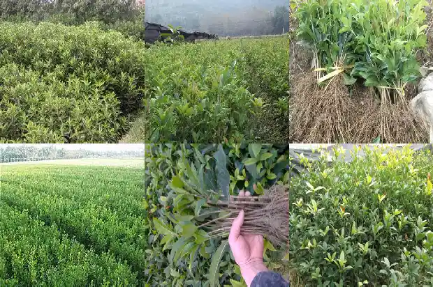 八月桂花价格多少钱一盆1686531236538