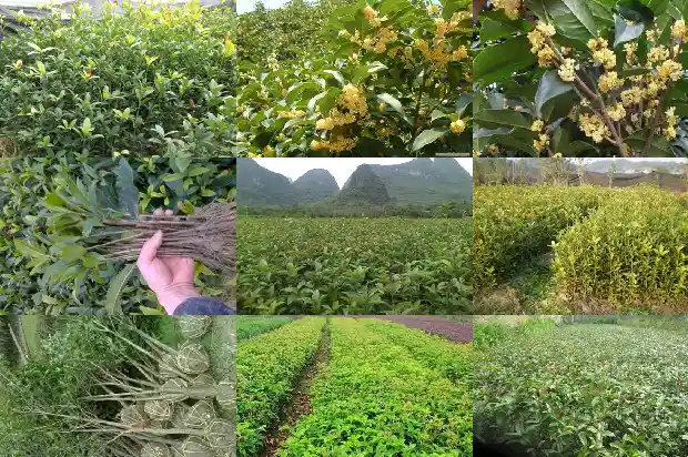 八月桂花价格行情走势1686531248442