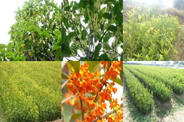 八月桂花价格行情走势1686531248490