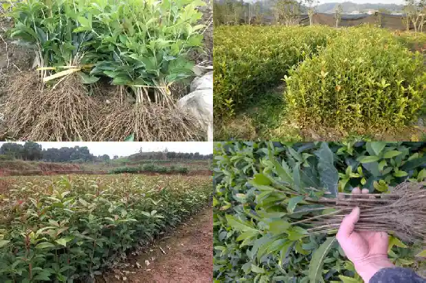八月桂花价格行情走势1686531248585