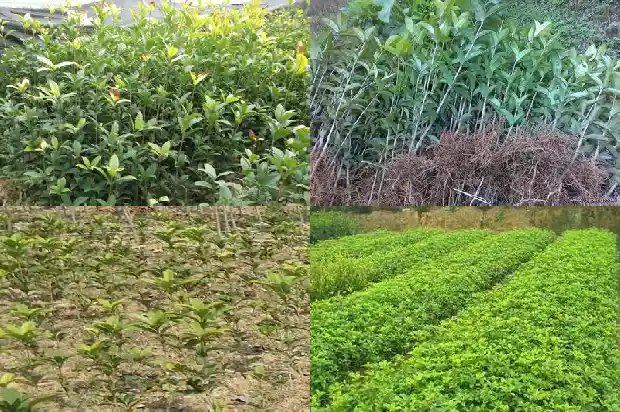 八月桂花价格走势分析1686531275785