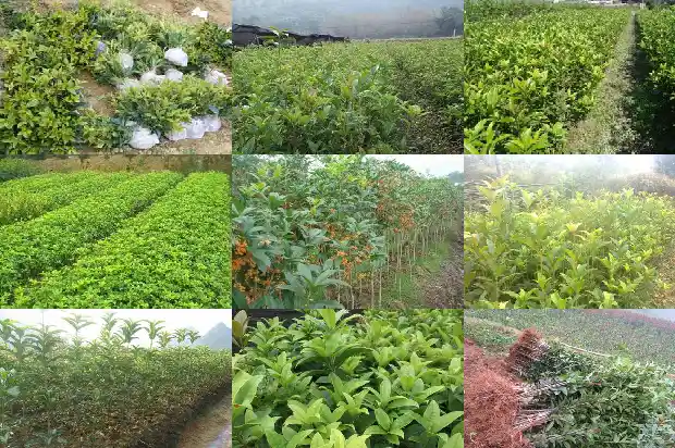临沂桂花树市场价格多少钱1690331548161