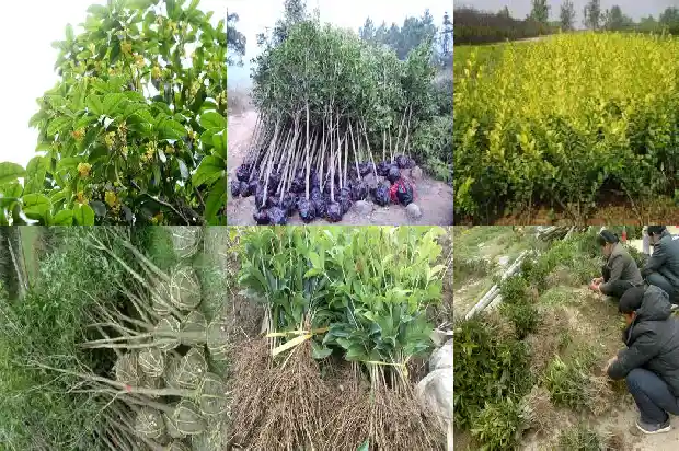 最名贵的桂花树排名第几名1688792062047